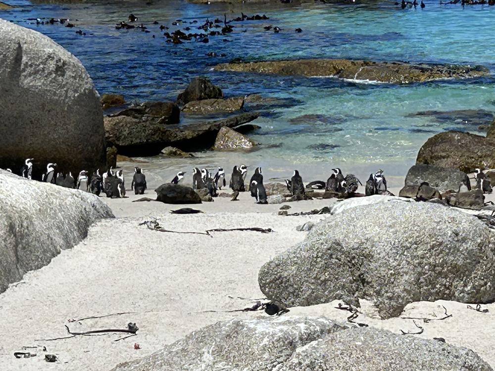 南アフリカ：ケープ半島観光（喜望峰、ワイナリー見学など）