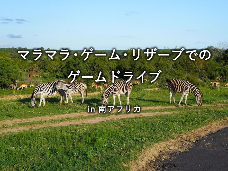 南アフリカ：マラマラ自然保護区でのサファリドライブ